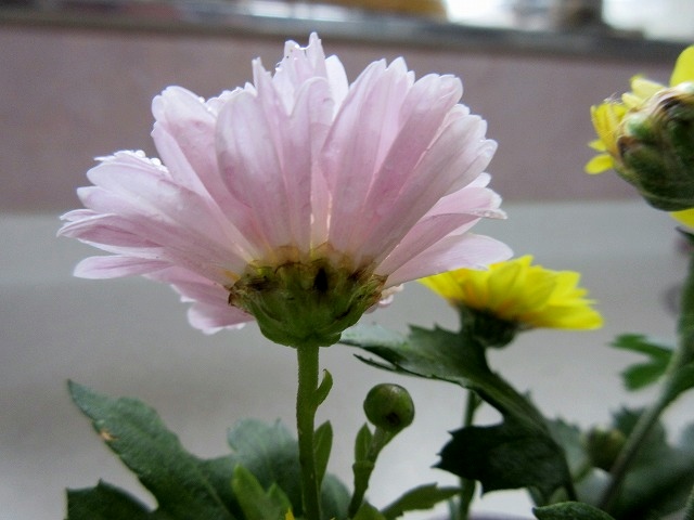 b0182884_1614683.jpg