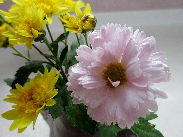 b0182884_1652051.jpg