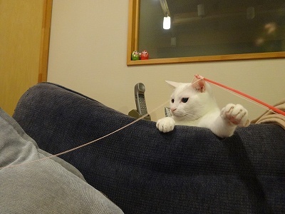 猫釣り なのか 釣り猫 なのか 雑記帳 信州の東のほうで 猫釣り なのか 釣り猫 なのか 雑記帳 信州の東のほうで