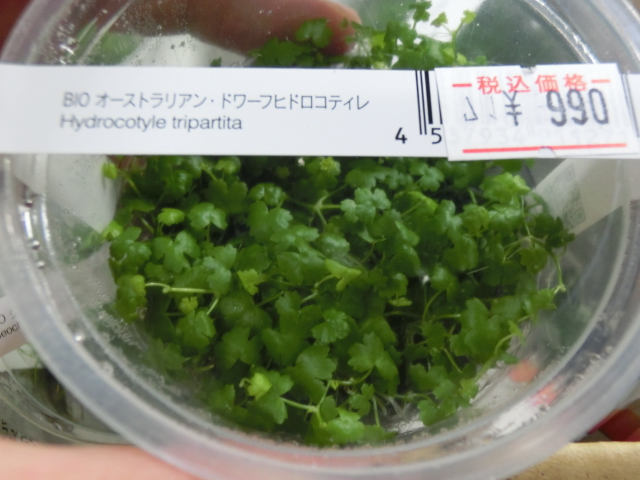 Uni-Aqu ADA News!Vol.44 「みずくさの森」最新入荷情報!_b0141806_22314985.jpg
