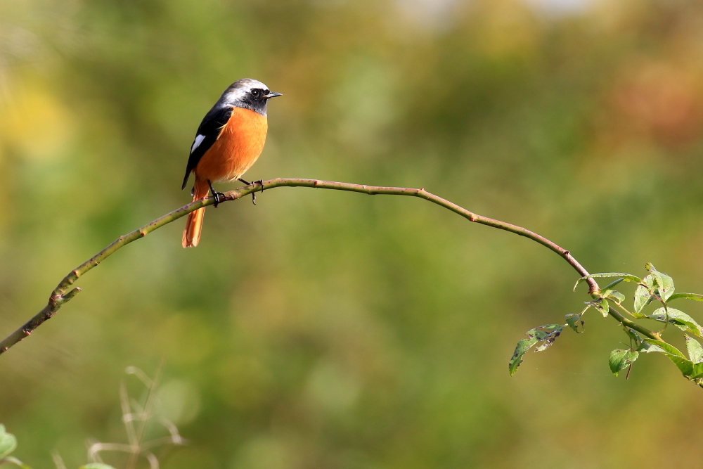 いつもの川原へ野鳥に会いに行く_d0334006_18335489.jpg