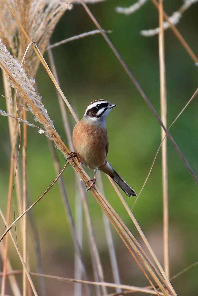 いつもの川原へ野鳥に会いに行く_d0334006_18404094.jpg