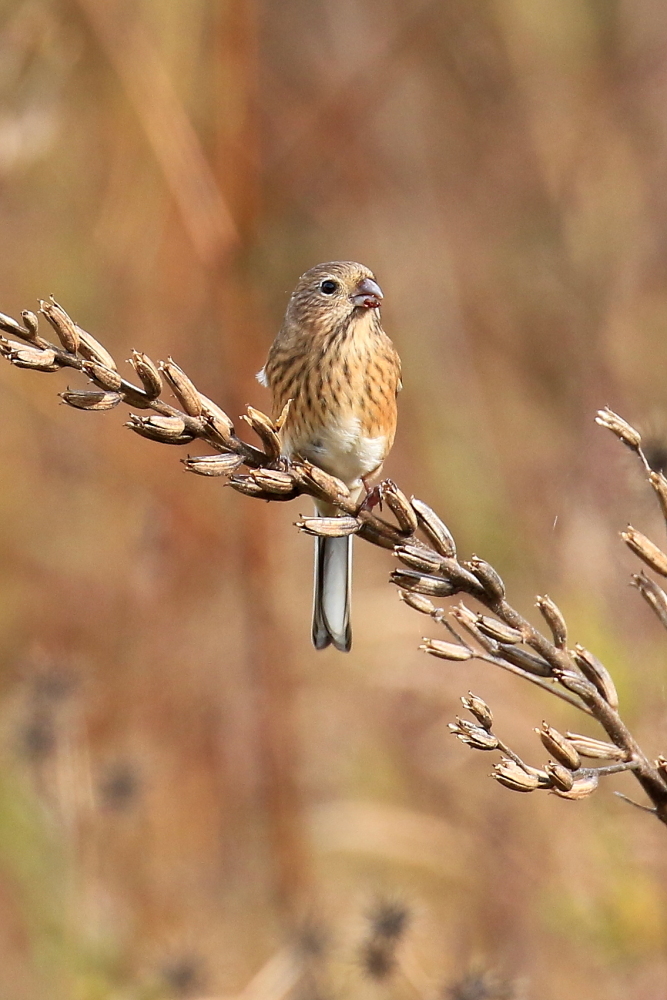 いつもの川原へ野鳥に会いに行く_d0334006_18522037.jpg