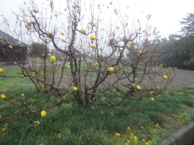 カリンの木と雨の風景 15 11 19 徳ちゃん便り