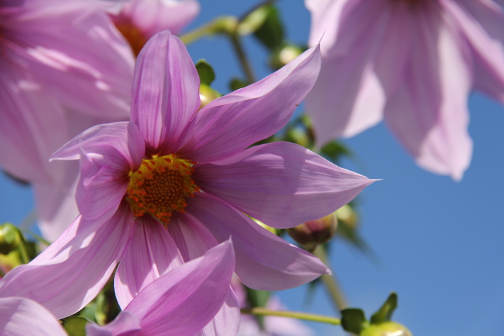 皇帝ダリアのお花見_b0207413_2215653.jpg