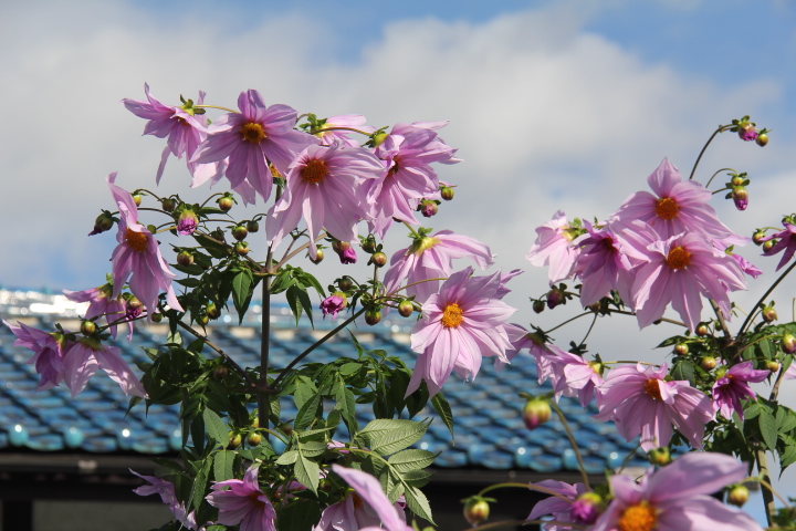 皇帝ダリアのお花見_b0207413_22174151.jpg