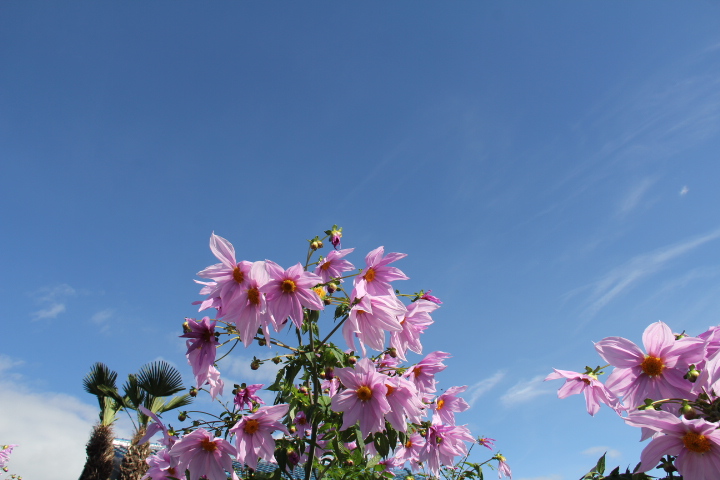 皇帝ダリアのお花見_b0207413_2283416.jpg