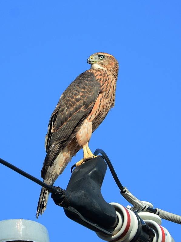 オオタカ幼鳥_d0338713_21085739.jpg