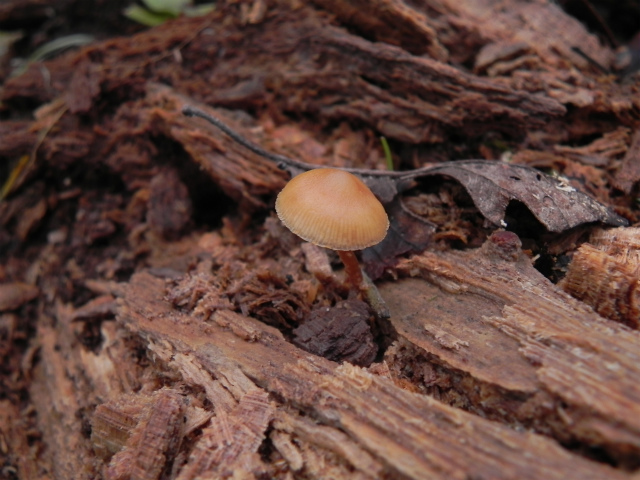 e0352220_23122236.jpg