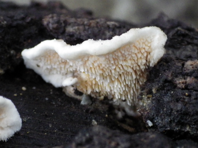 e0352220_23325682.jpg