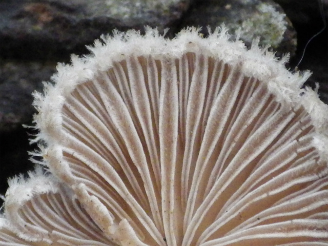 e0352220_23355954.jpg