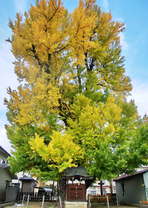 吉田の大イチョウ（長野市）_d0066822_08244706.jpg