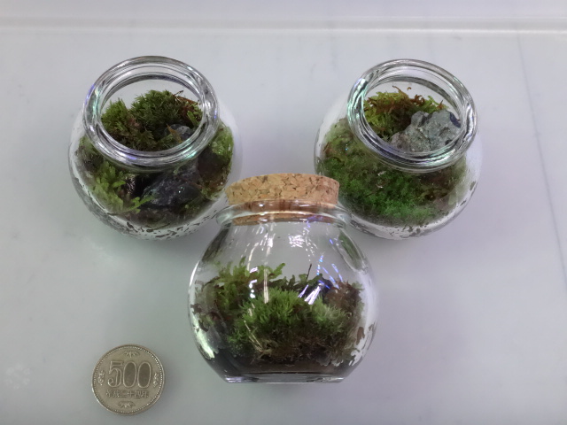 151119 熱帯魚・金魚・水草・観葉植物_f0189122_13371728.jpg