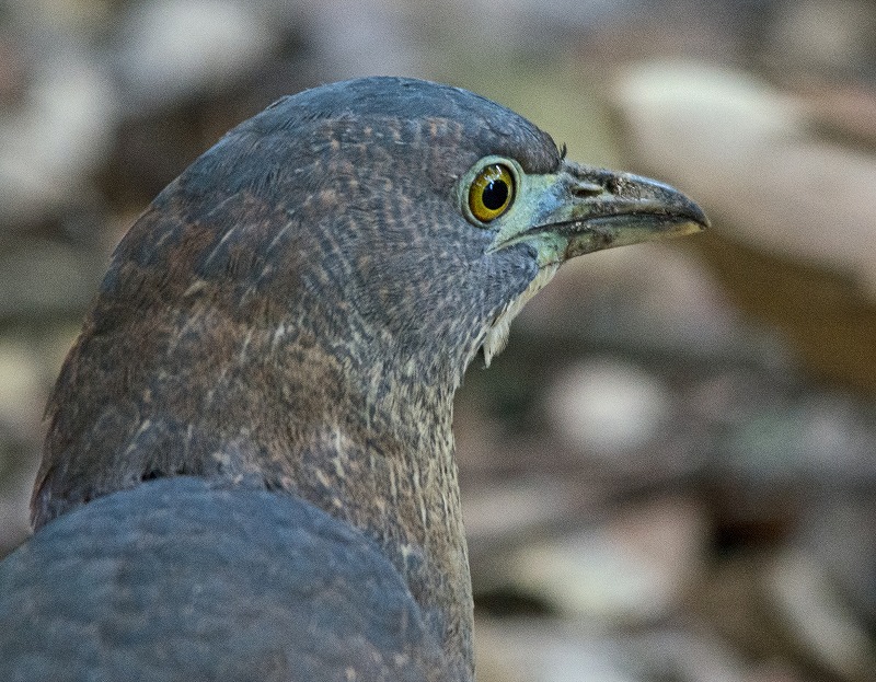 e0331427_1034842.jpg