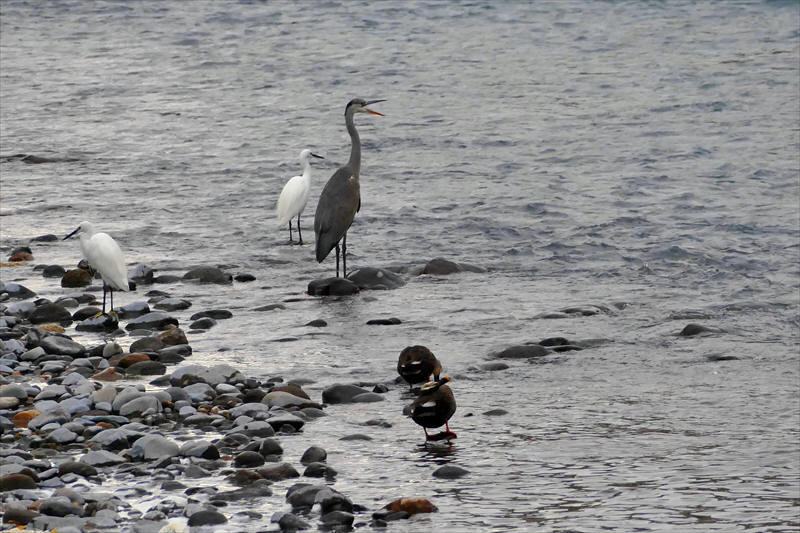 福島市　「荒川の水鳥」_d0106628_05151129.jpg