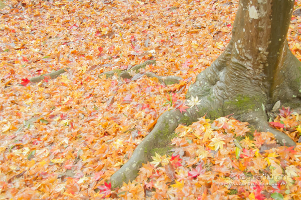 赤い公園は紅く染まったか？①**雨の尾関山_b0197639_15531565.jpg