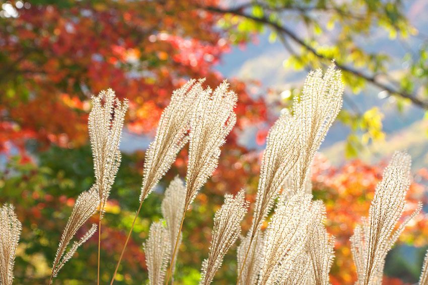ハチ・ハチ北高原 紅葉模様③_c0067040_22444622.jpg
