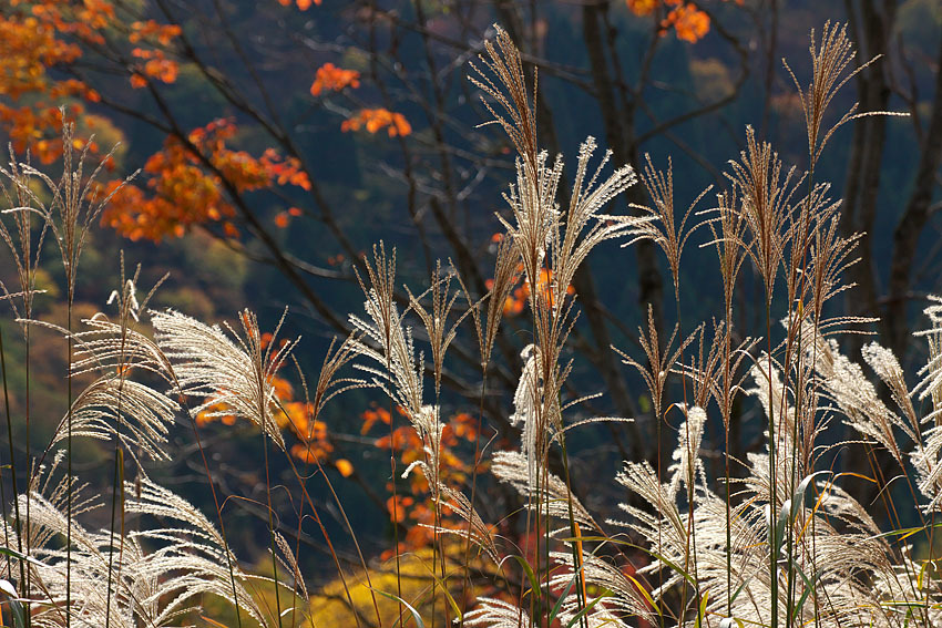 ハチ・ハチ北高原 紅葉模様③_c0067040_22465659.jpg