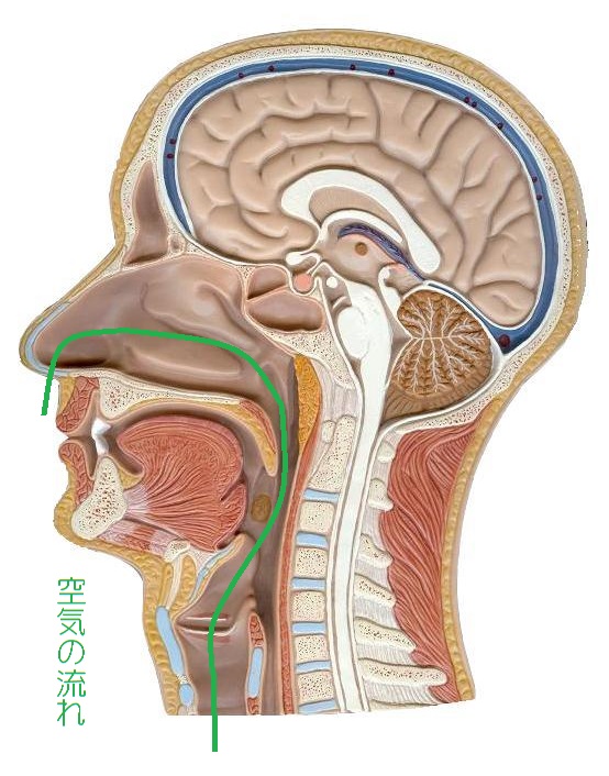 鼻腔と声の関係　～乱流の効果～_e0146240_12231080.jpg