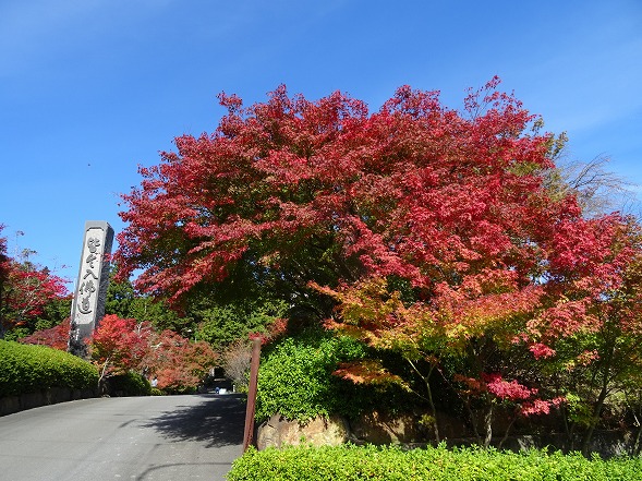 苗秀寺の紅葉2015_b0299042_11301517.jpg