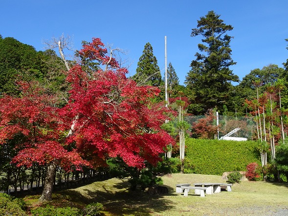 苗秀寺の紅葉2015_b0299042_11305393.jpg