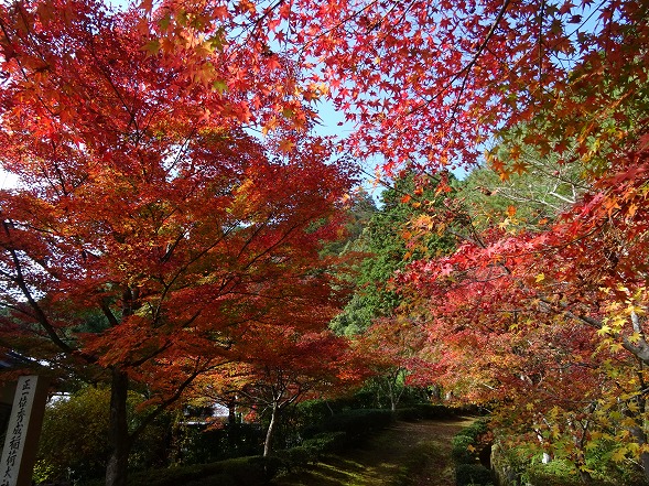 苗秀寺の紅葉2015_b0299042_1132571.jpg