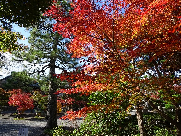 穴太寺の紅葉_b0299042_114096.jpg