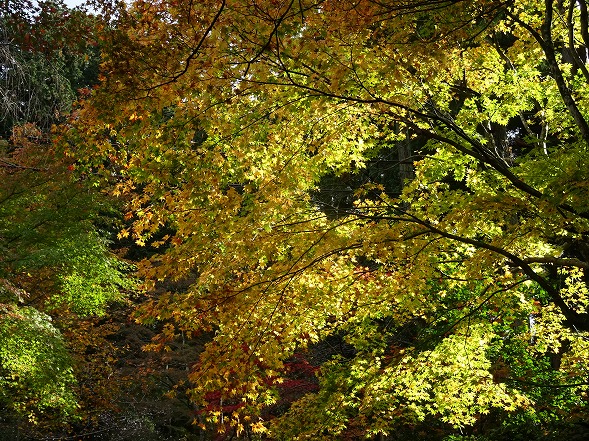 湖東三山・金剛輪寺の紅葉_b0299042_1340429.jpg