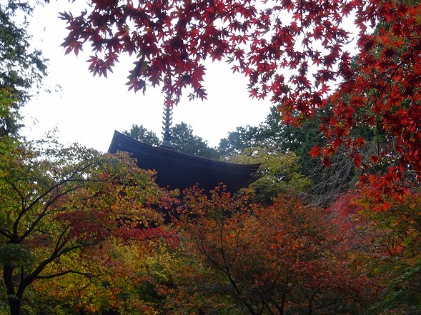 湖東三山・金剛輪寺の紅葉_b0299042_13405260.jpg