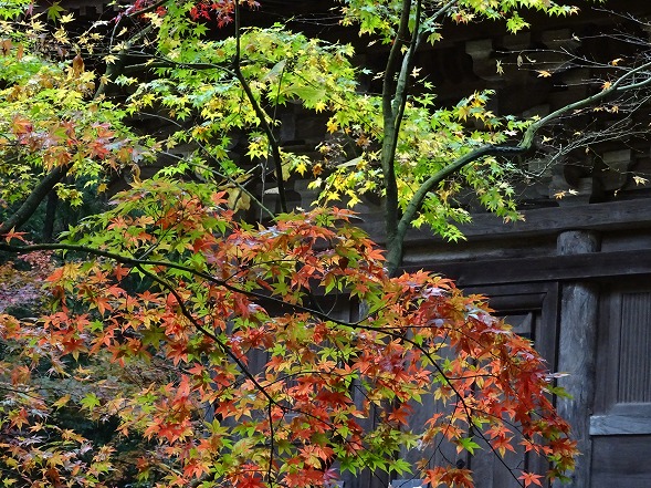 湖東三山・金剛輪寺の紅葉_b0299042_13411057.jpg