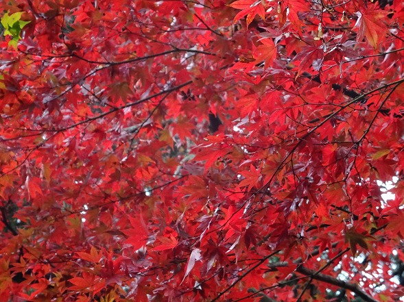 湖東三山・金剛輪寺の紅葉_b0299042_13411584.jpg