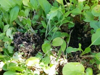 c0330749_19050255.jpg