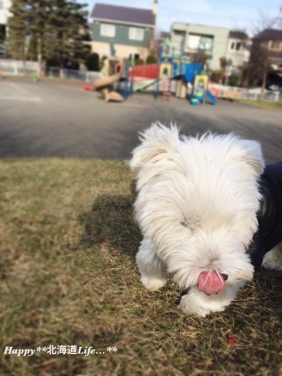 a0337860_23161460.jpeg