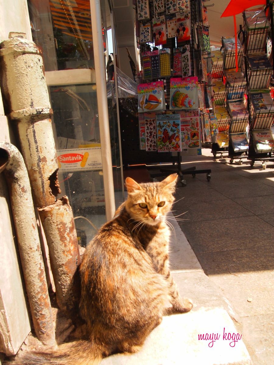 古本屋さんの看板猫_e0255060_23292664.jpg