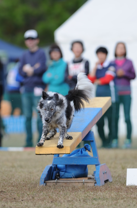 JKC長崎ウィズワンアジリティークラブ競技会 2015/11/15 #4_d0230464_15561815.jpg