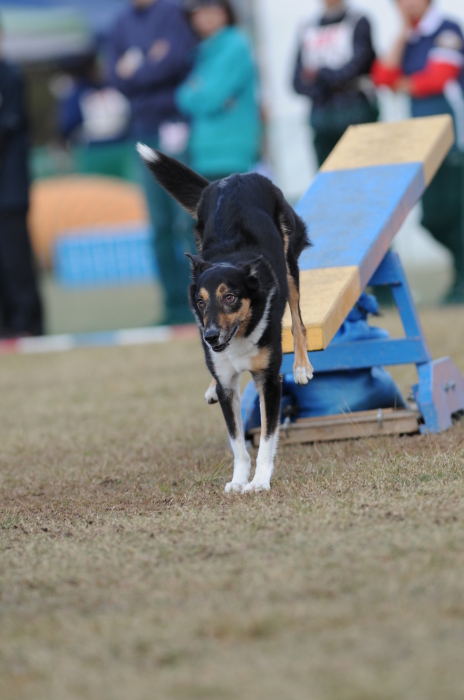 JKC長崎ウィズワンアジリティークラブ競技会 2015/11/15 #4_d0230464_15575093.jpg