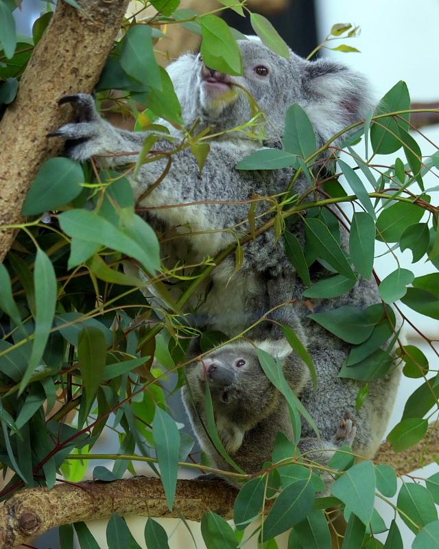 埼玉県こども動物自然公園、早巡り_c0305565_17474944.jpg