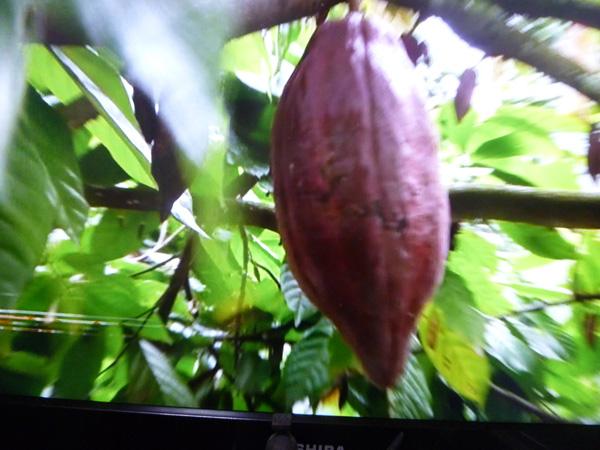 Bean to Bar@WBS_c0152767_2140834.jpg