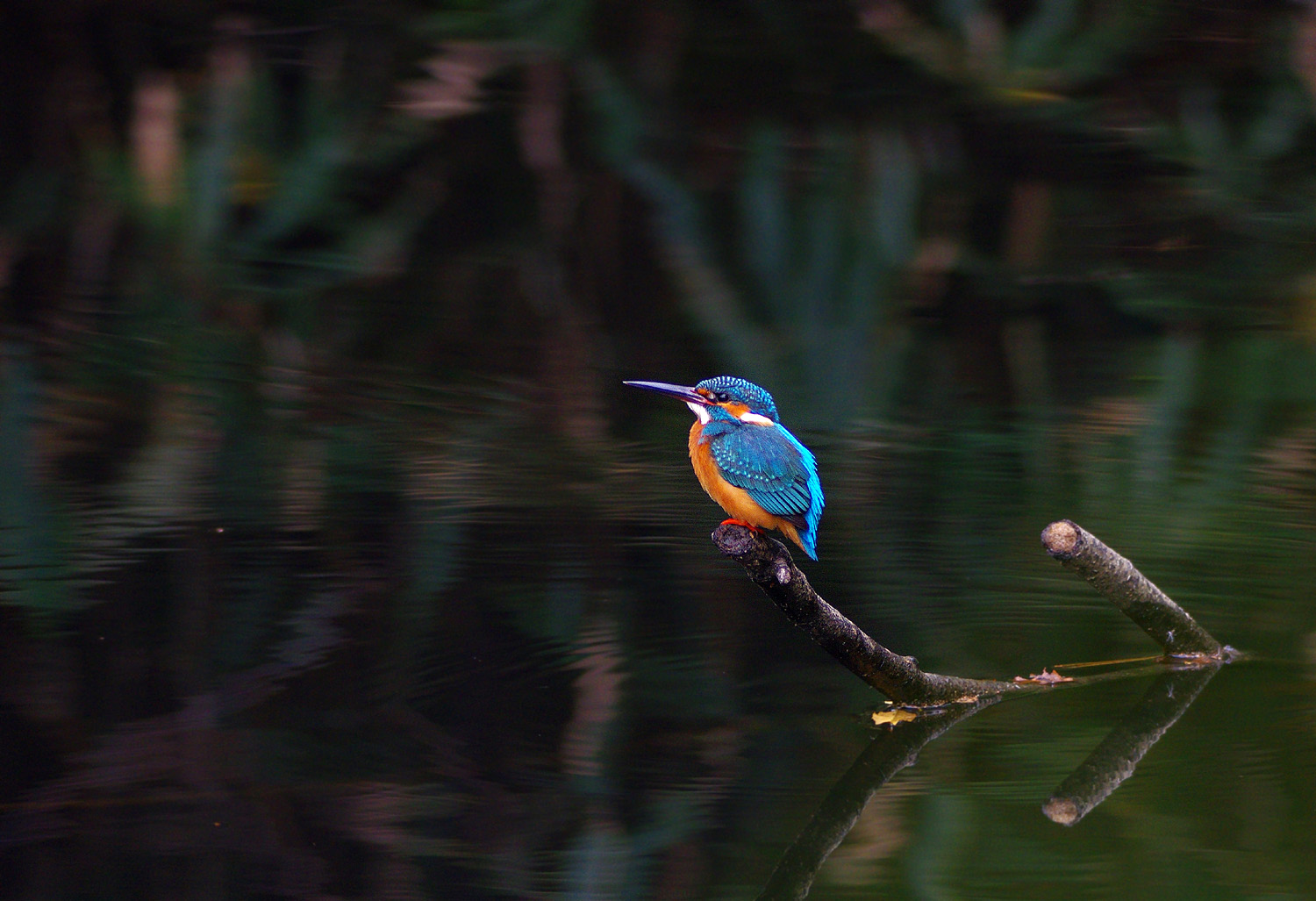 池のカワセミ_f0215767_16575665.jpg