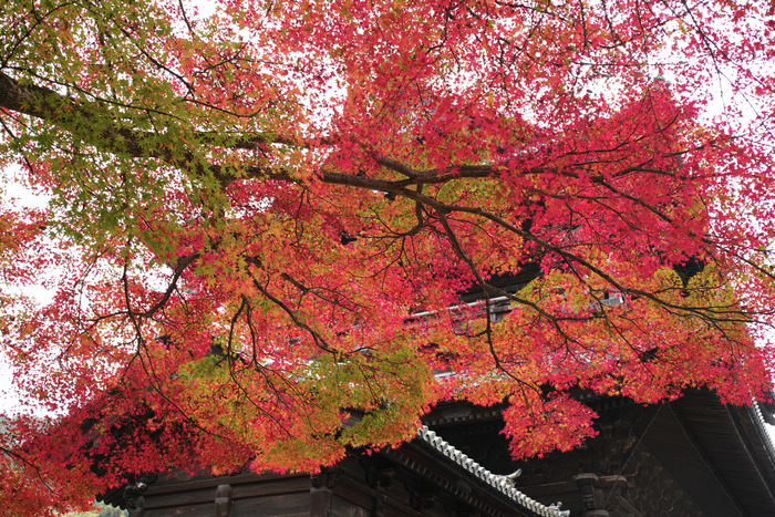 紅葉2015　　　　　　　　　　　　　　　　　_f0021869_23523856.jpg