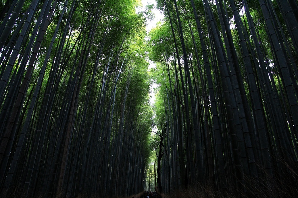 京都最終日 ~嵐山・天龍寺、金戒光明寺ライトアップ~_a0107574_21012608.jpg