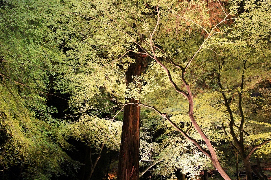 京都最終日 ~嵐山・天龍寺、金戒光明寺ライトアップ~_a0107574_21053642.jpg