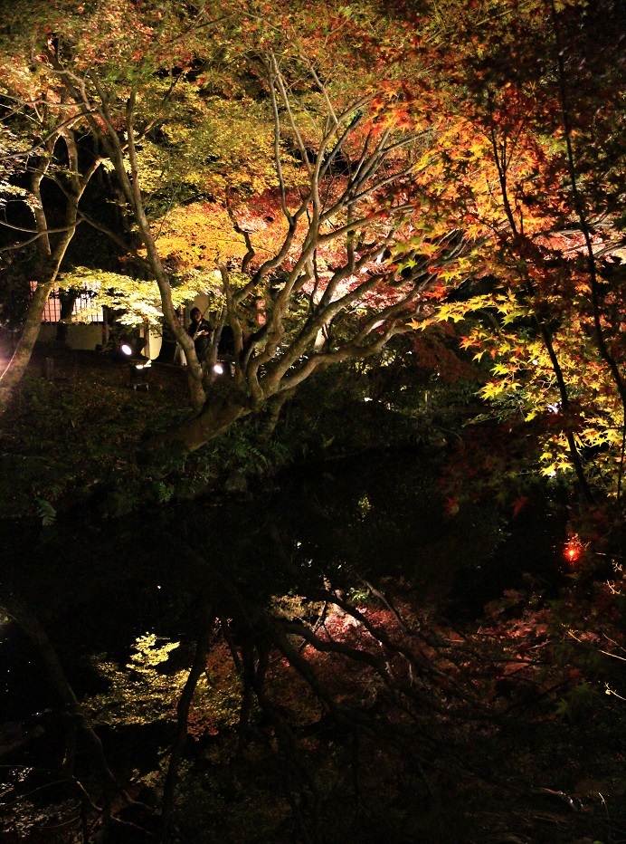 京都最終日 ~嵐山・天龍寺、金戒光明寺ライトアップ~_a0107574_21054886.jpg