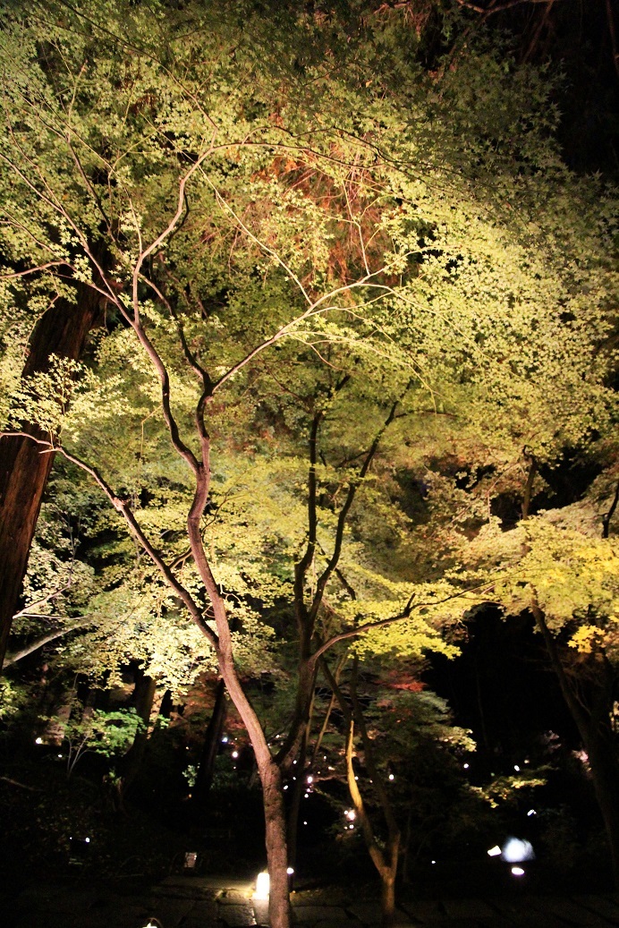 京都最終日 ~嵐山・天龍寺、金戒光明寺ライトアップ~_a0107574_21060462.jpg