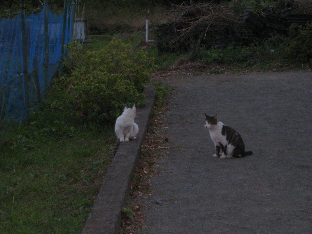 捕まらない母猫さんtnrのお手伝い ねこから目線