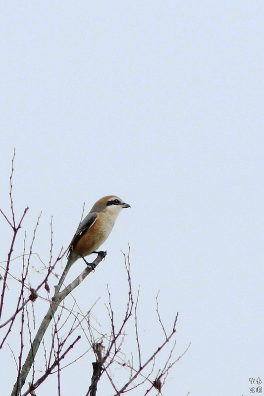 近所の野鳥_c0352582_11265774.jpg