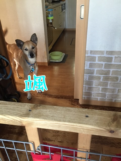 a0322483_21440026.jpeg