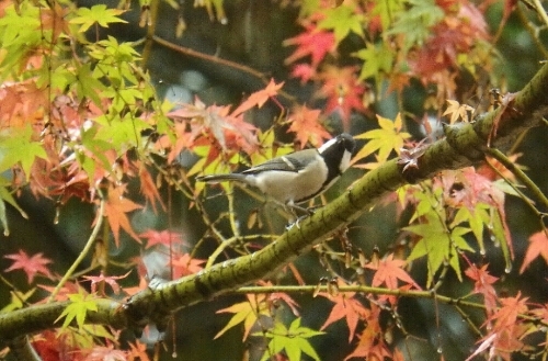 2015年11月18日撮影(ｴﾅｶﾞ他)_e0357387_07343274.jpg