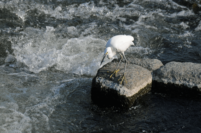 小香魚漁　＜小鷺＞_e0248688_16413366.gif