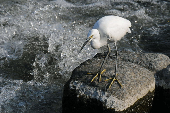 小香魚漁　＜小鷺＞_e0248688_1644222.gif